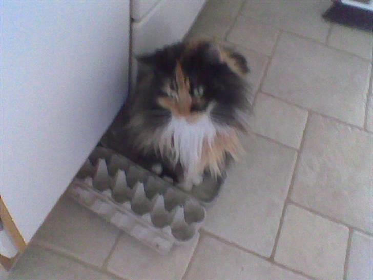 Maine Coon Malou - Malou i en æggebak billede 12