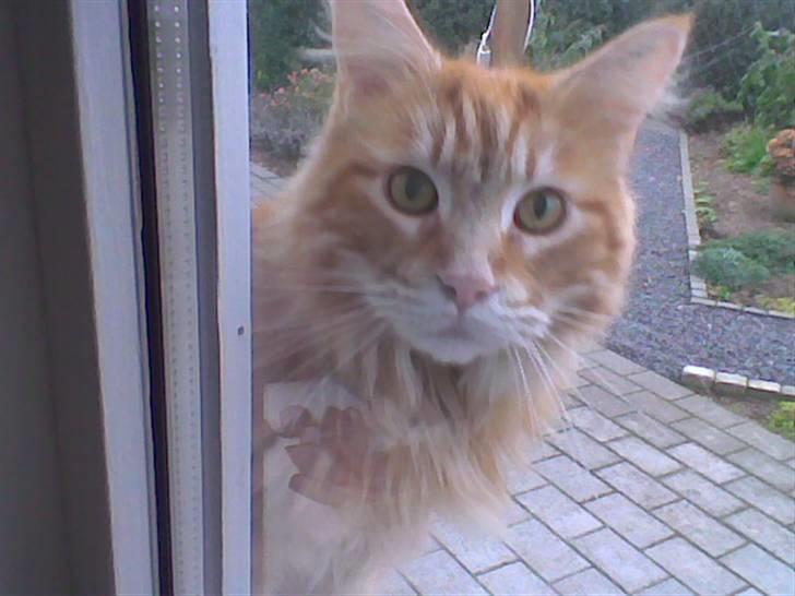 Maine Coon Laban  - Laban kigger ind af vinduet :´) billede 1