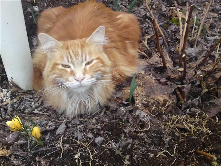 Maine Coon Laban  - Laban udenfor . billede 2