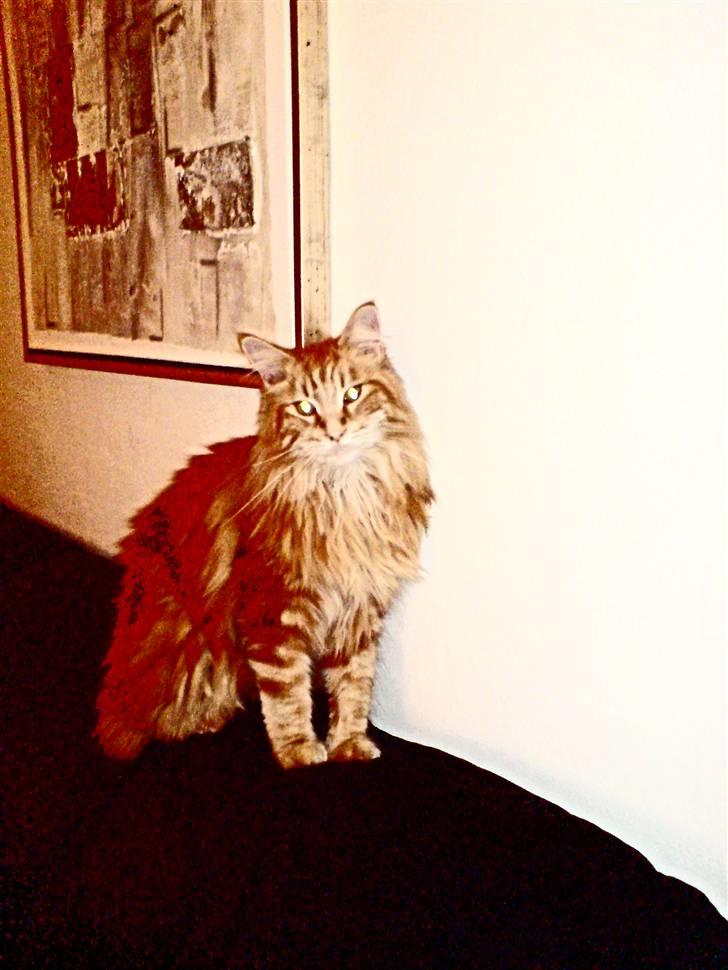 Maine Coon Laban  - Flotte fyr :´) billede 3