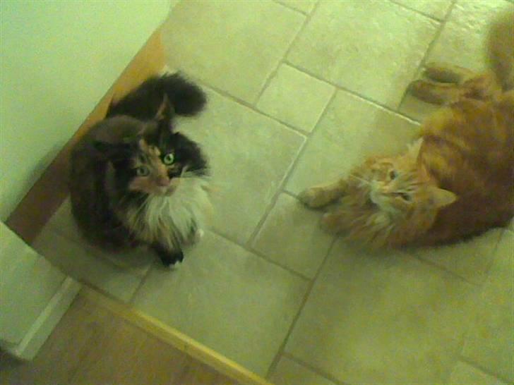 Maine Coon Laban  - flotte laban og hans søster Malou , billede 5