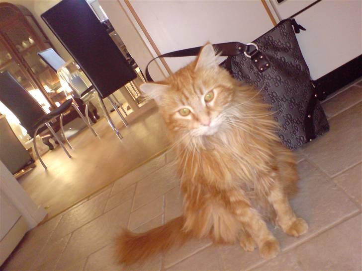 Maine Coon Laban  - Laban er lige vågnet . billede 6