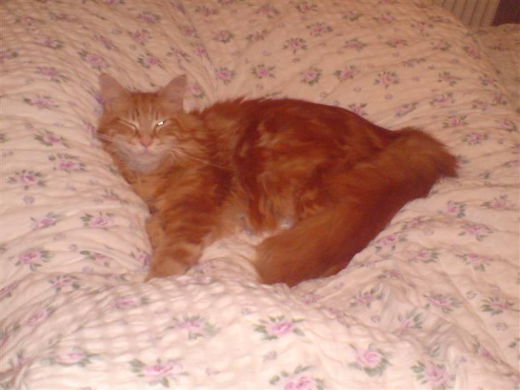 Maine Coon Laban  - Laban putter i sengen .  billede 7