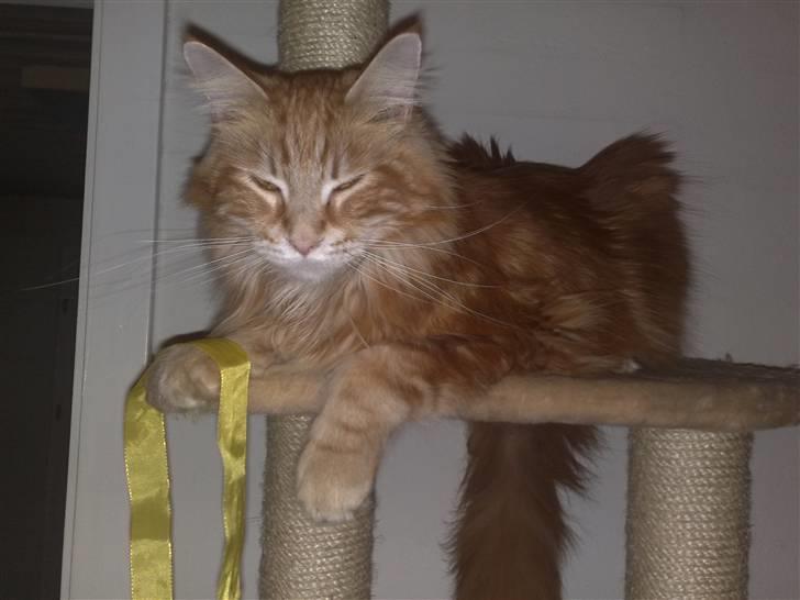 Maine Coon Laban  - Laban i deres nye kattetræ :´D  billede 8