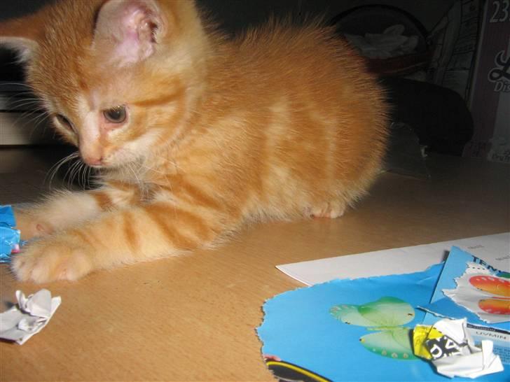 Blanding af racer Bølle billede 6