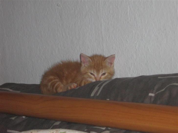 Blanding af racer Bølle billede 7