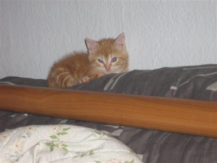 Blanding af racer Bølle billede 8