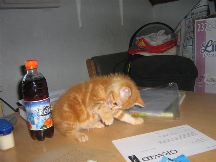 Blanding af racer Bølle billede 9