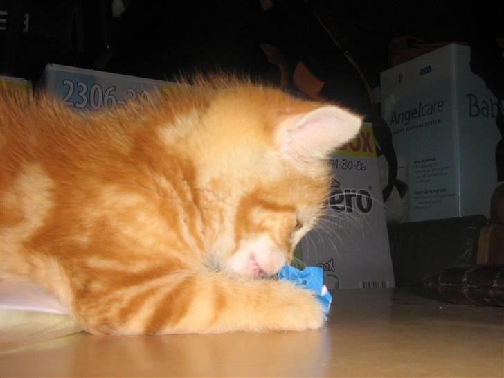 Blanding af racer Bølle billede 10