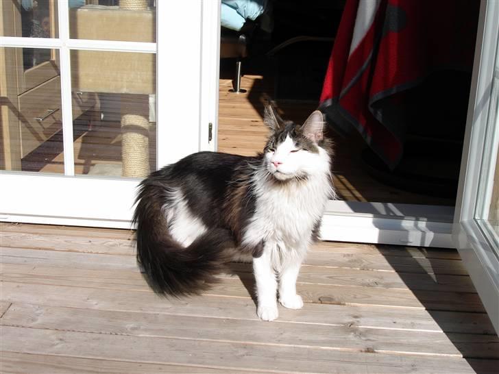 Maine Coon Taylormade. - Føreste gang jeg er ude i den store verden UHF... billede 7
