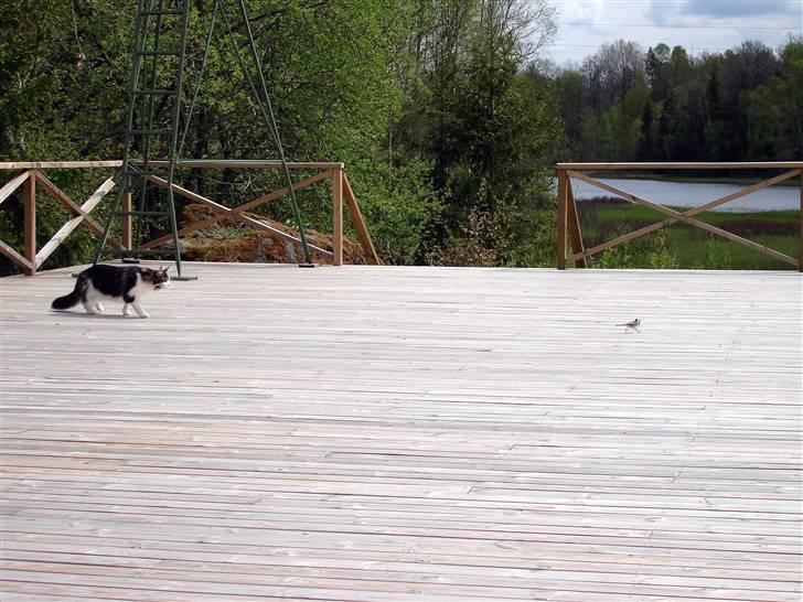 Maine Coon Taylormade. - Det er fedt her ude, der os fugle... billede 8