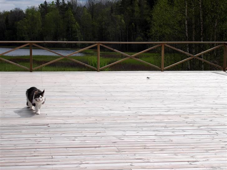 Maine Coon Taylormade. - De er svære at fange de flyver, så har min far os sagt at jeg ik Må... billede 9