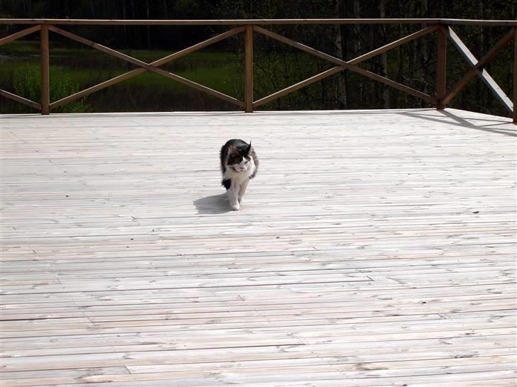 Maine Coon Taylormade. - Det er hyggeligt...:) billede 10