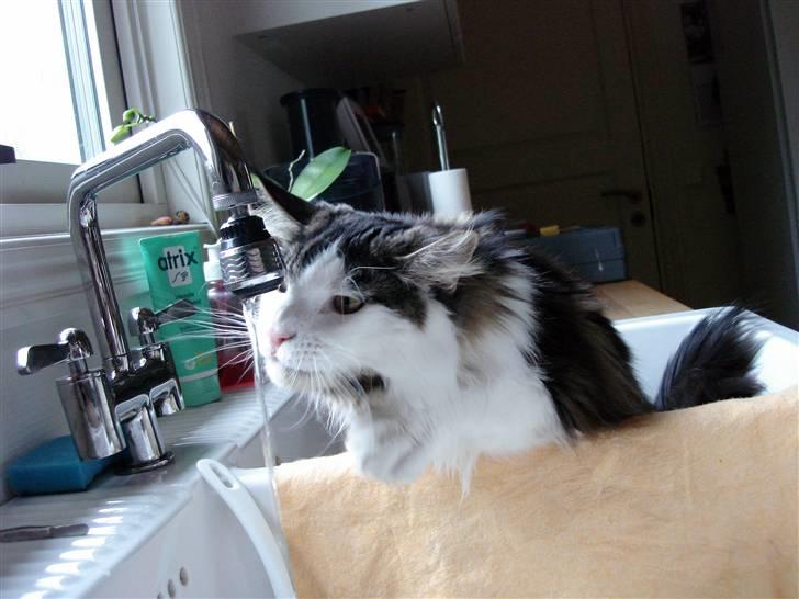 Maine Coon Taylormade. - Skal lige have noget vand :o) billede 11