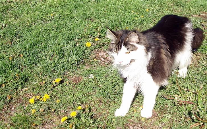 Maine Coon Taylormade. - Det er bare så SKØNT her ude... billede 12