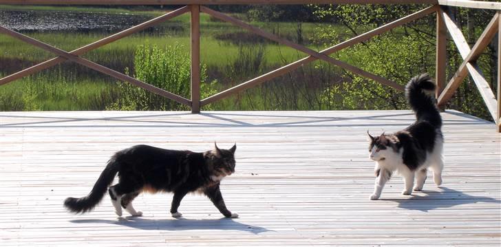Maine Coon Taylormade. - Min bror Tit & Jeg... billede 13