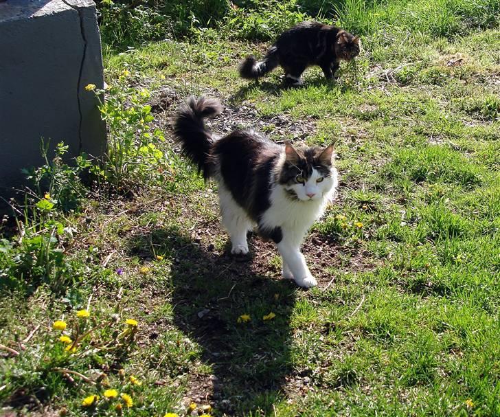 Maine Coon Taylormade. - Der er meget at der skal undersøges... billede 14