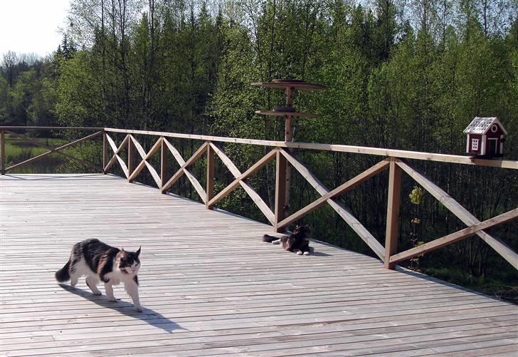 Maine Coon Taylormade. - Det er hyggeligt...:) billede 15