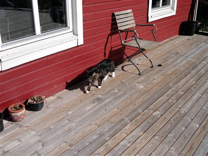 Maine Coon Titleist. - Føreste gang jeg er ude i den store verden UHF... billede 7