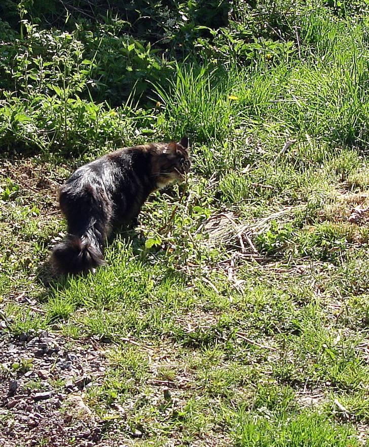 Maine Coon Titleist. - Der er meget at der skal undersøges... billede 8