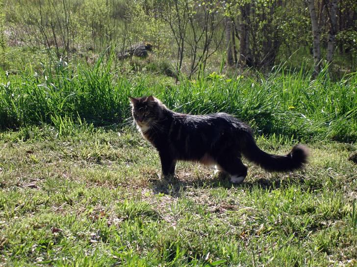 Maine Coon Titleist. - Den er godt nok stor Ødemarken...;) billede 9