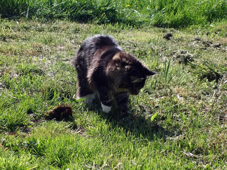 Maine Coon Titleist. - Der var en fluge.. billede 10