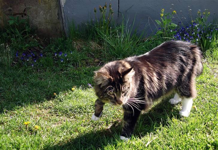 Maine Coon Titleist. - Pist væk... billede 11