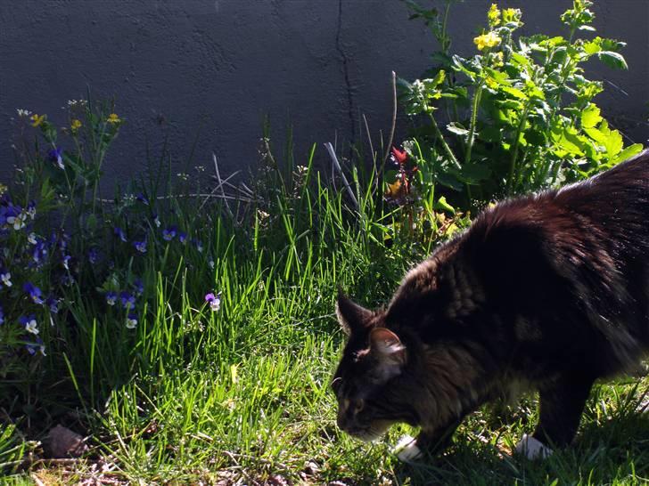 Maine Coon Titleist. - Eller Va... billede 12