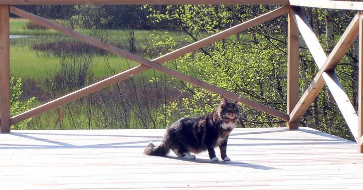 Maine Coon Titleist. - Godt med en stor altan...:O) billede 13