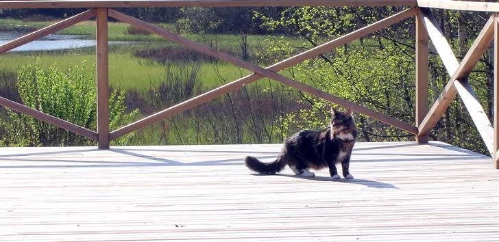 Maine Coon Titleist. - Der er plads nok... billede 14