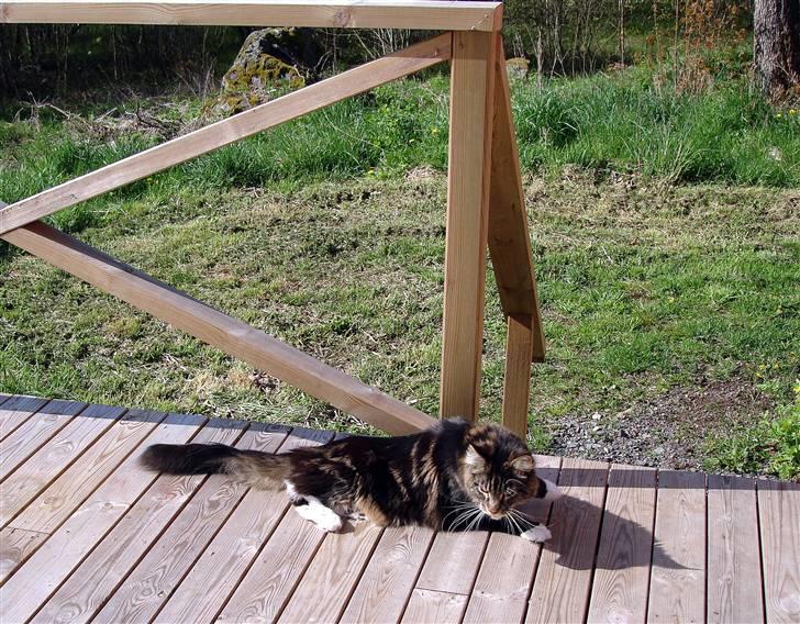 Maine Coon Titleist. - Det er hyggeligt...:) billede 15