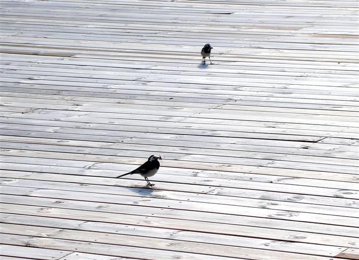 Maine Coon Titleist. - De er godt nok hurtige de Vipstjerter...:) billede 16