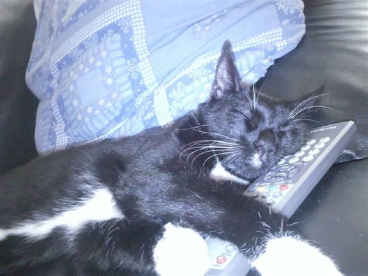 Huskat Nala - der er ingen der skal tage fjernbetjeningen når jeg ser fjernsyn, man har vel lov at tage sig en lille lur. billede 18