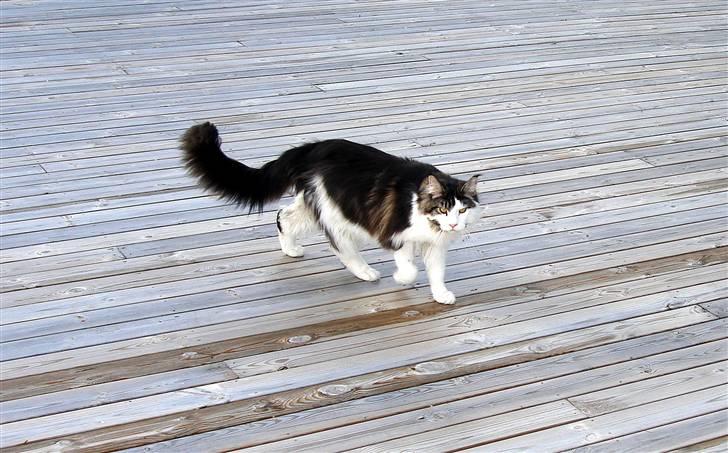 Maine Coon Taylormade. - Frem & Tilbage...;) billede 16