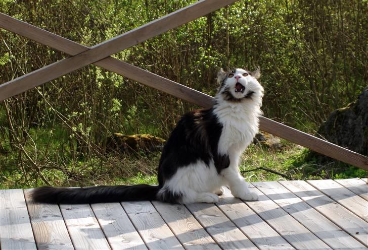 Maine Coon Taylormade. - Man bliver skuda Træt af det her...:o) billede 17