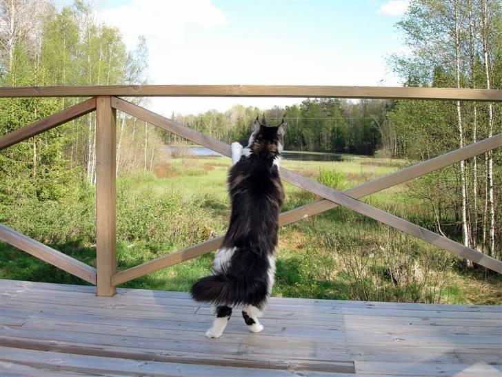 Maine Coon Taylormade. - Det er vildt stort den her ødemark...:) billede 18