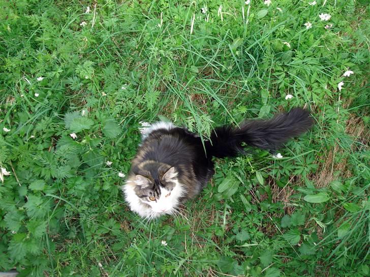 Maine Coon Taylormade. - Det er bare så SKØNT her ude... billede 19