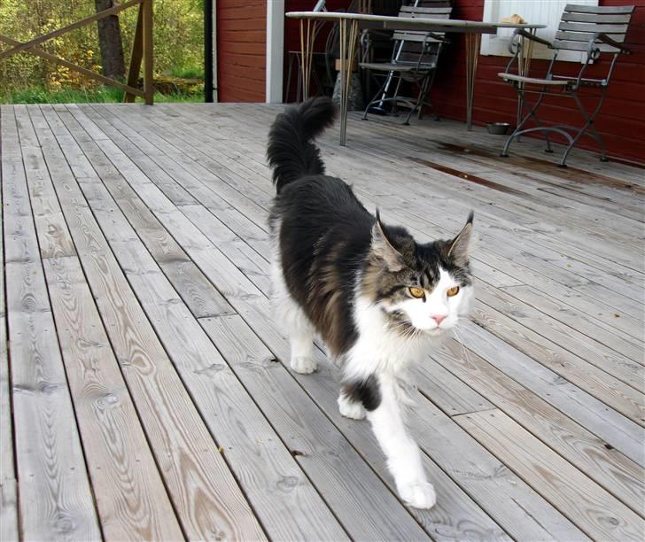 Maine Coon Taylormade. - Nå det var ik så Farligt at komme ud...;) billede 20