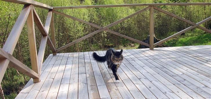 Maine Coon Titleist. - Det er hyggeligt...:) billede 17