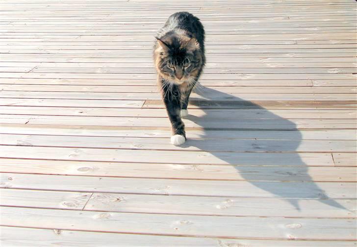 Maine Coon Titleist. - Frem & Tilbage...;) billede 18