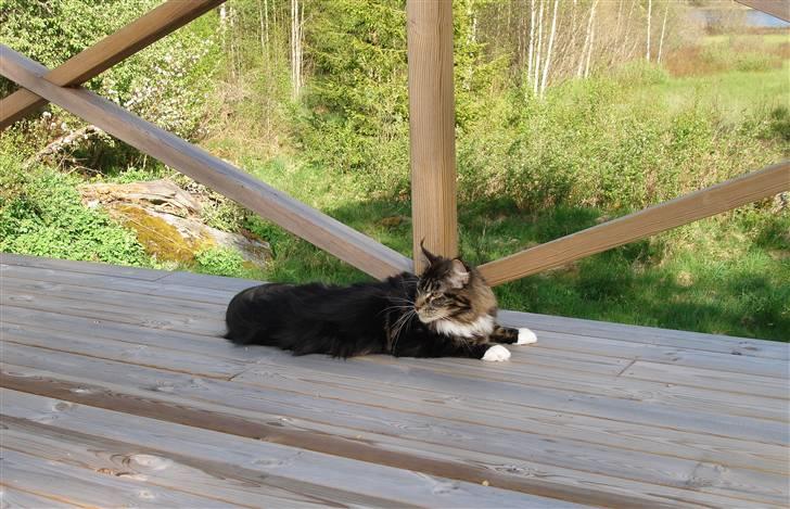 Maine Coon Titleist. - Nu er der dømt Pause...;) billede 19