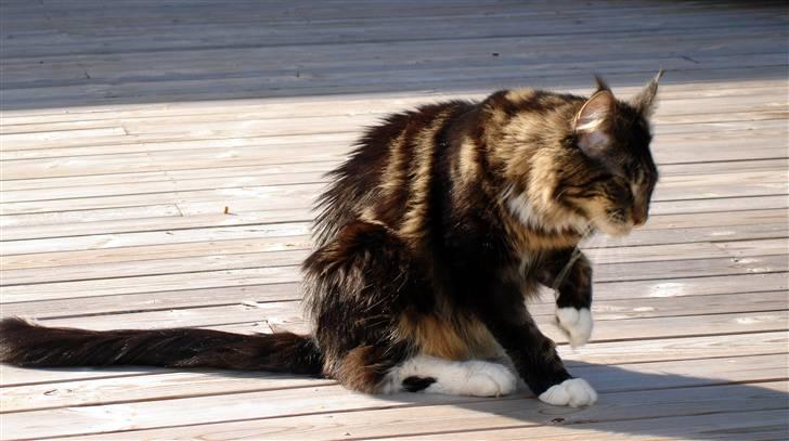 Maine Coon Titleist. - Jeg skal os vaskes...:) billede 20