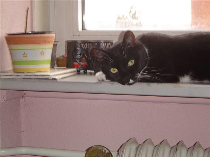 Huskat Fleur billede 13