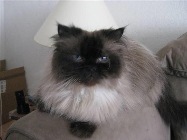 Colorpoint Loui billede 14