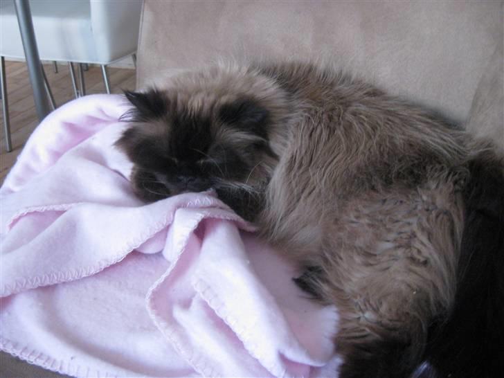 Colorpoint Loui billede 15