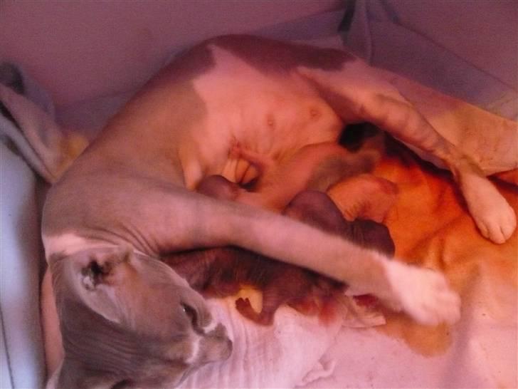 Sphynx rexsine billede 8