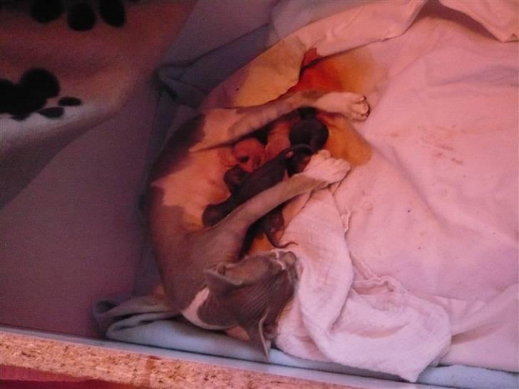 Sphynx rexsine billede 9