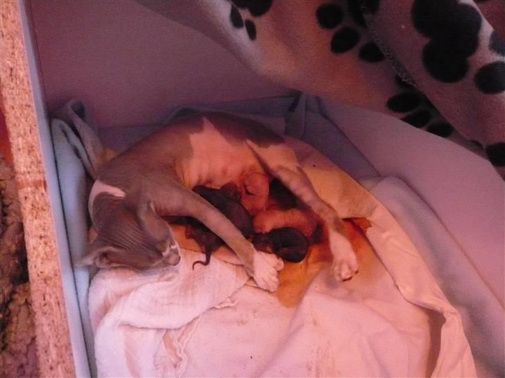 Sphynx rexsine billede 10