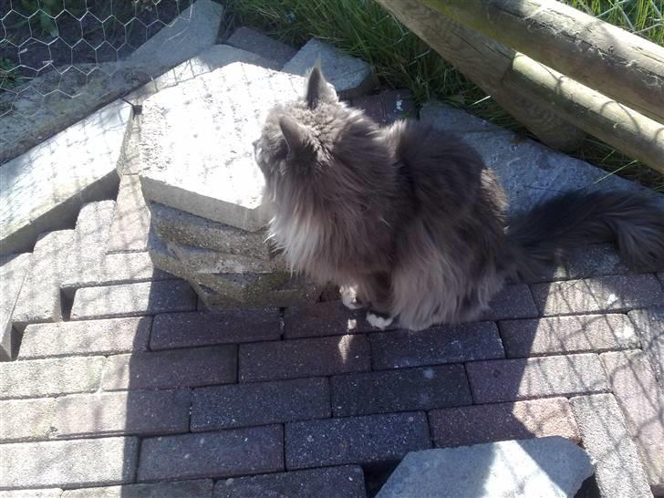 Maine Coon Pjuske billede 18