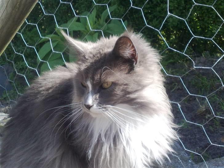 Maine Coon Pjuske billede 19